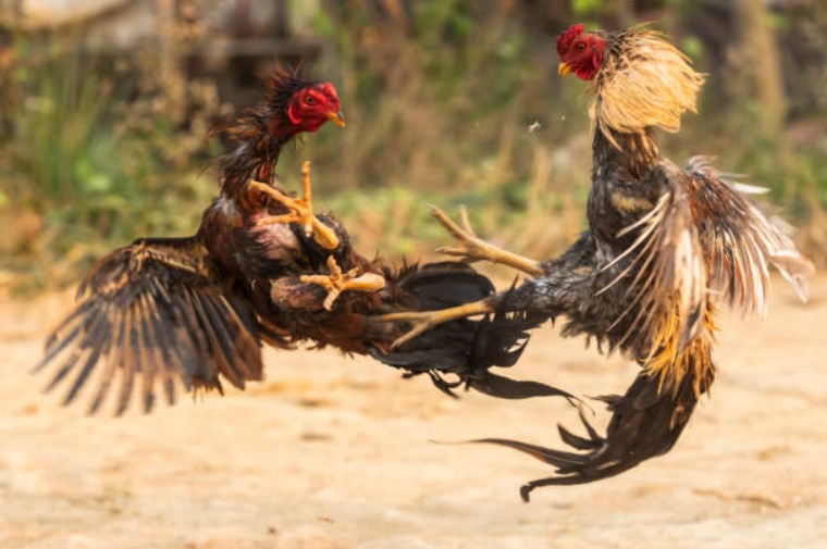 Quy trình chăm sóc chiến kê đúng kỹ thuật